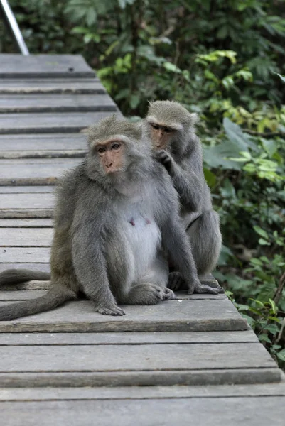 stock image Two Taiwan macaques