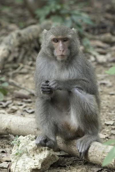 盲目の目の台湾 macaques、マカク属 — ストック写真