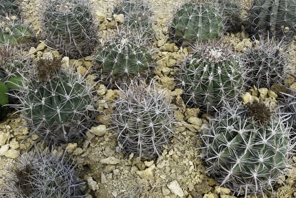 Fondo desierto de cactus para el diseño . — Foto de Stock