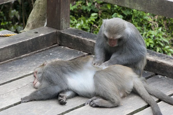 Interação de dois macacos grooming — Fotografia de Stock