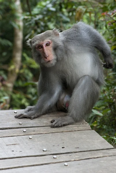 Macaco di roccia di Formosan — Foto Stock
