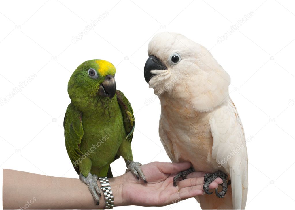 Two parrots on hand.