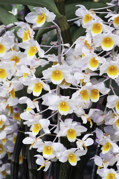 Dendrobium tiroflorum çiçekleri.