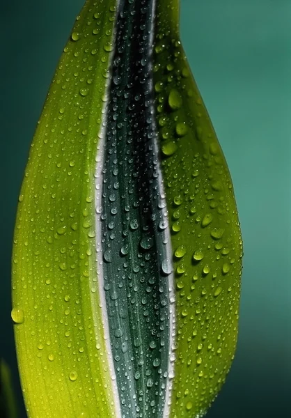 Belles gouttes de rosée sur une feuille verte — Photo