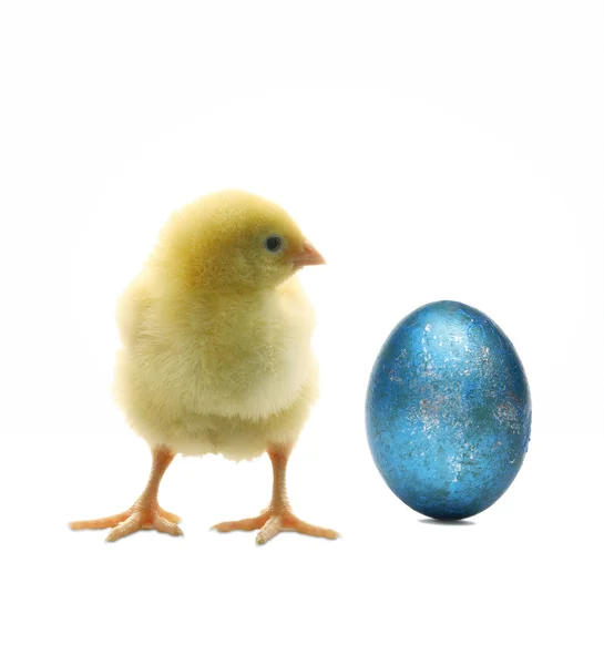 Happy Easter Small chicken — Stock Photo, Image