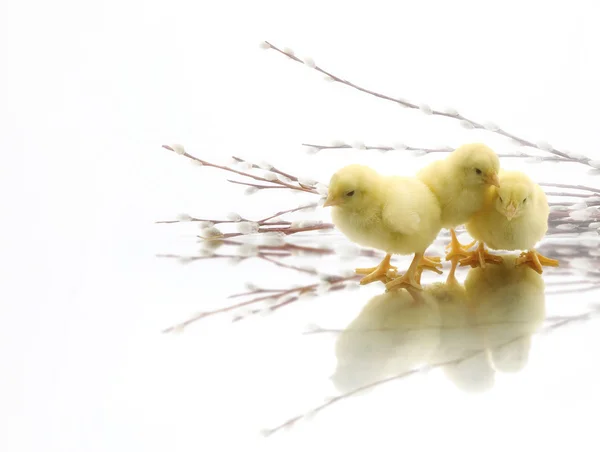 Glad påsk Liten kyckling — Stockfoto