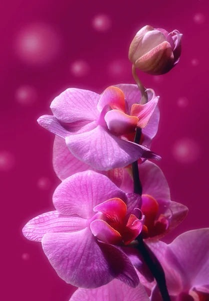Orchideebloem boordmotief — Stockfoto