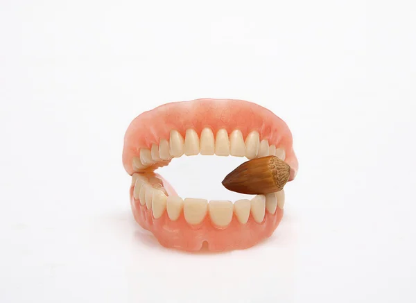 Artificial teeth hazelnut — Stock Photo, Image