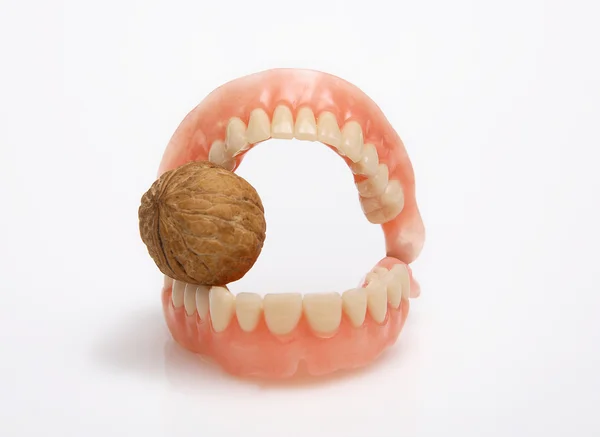 Artificial teeth Italian walnut — Stock Photo, Image