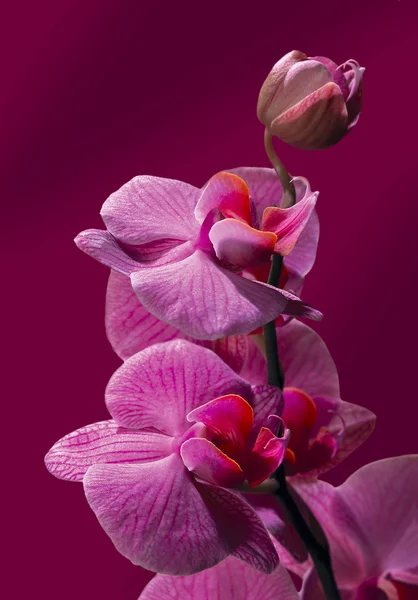 Orkidé blomma gränsen design Stockbild
