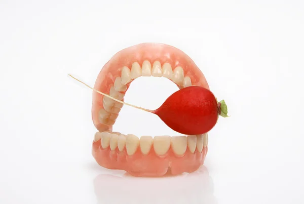 Krásná (jemné) umělé zuby (zubů) ředkvičky Stock Obrázky