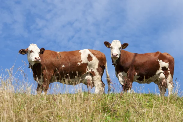 stock image Two red cows