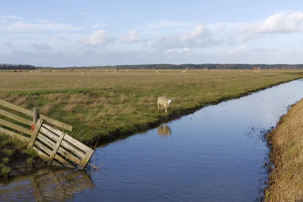 dutch'koyun, yatay texel ada