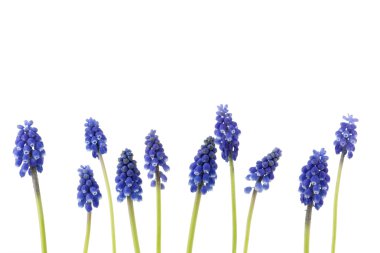 A border of blue grape hyacinths clipart