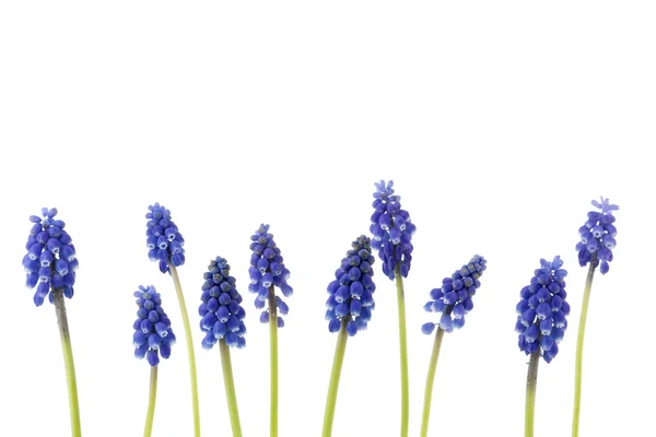 En kantlinje blå druva hyacinter — Stockfoto