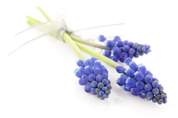 Trzy niebieskie hiacynty winogron — Zdjęcie stockowe