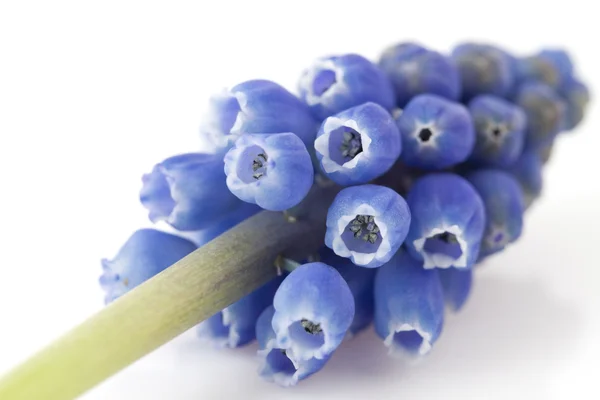One blue grape hyacinth — Stock Photo, Image