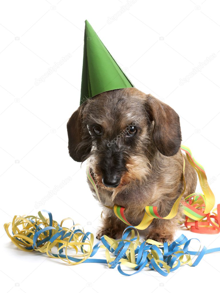 Dog with party hat and party streamers
