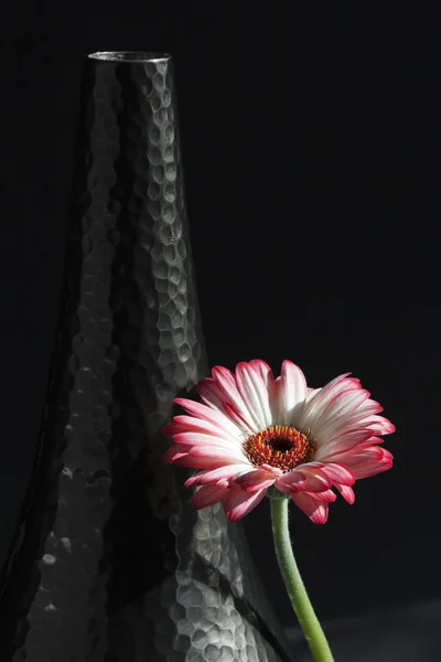 Gerbera daisy leunend tegen een zwarte vaas — Stockfoto