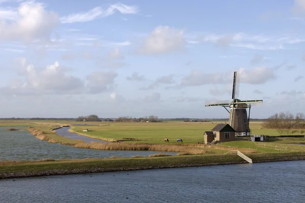 Néerlandais île Texel — Photo