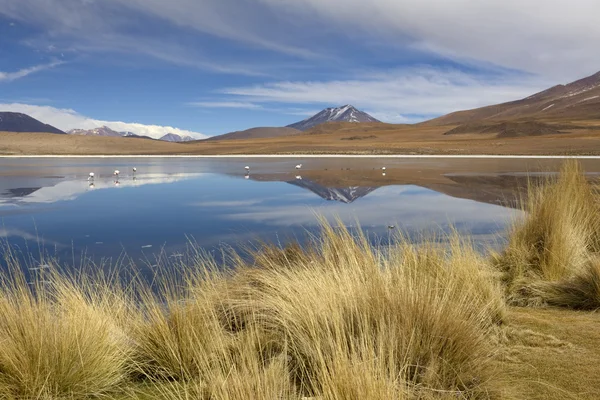 Landschaft mit Flamingos in Südbolivien — Stockfoto