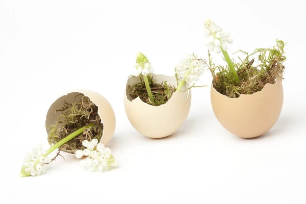 Knäckta ägg fyllda med druva hyacinter (muscari) — Stockfoto