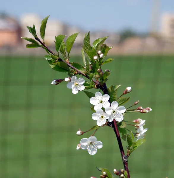 Ramo di ciliegio — Foto Stock