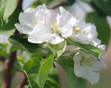 elma ağacı çiçekli