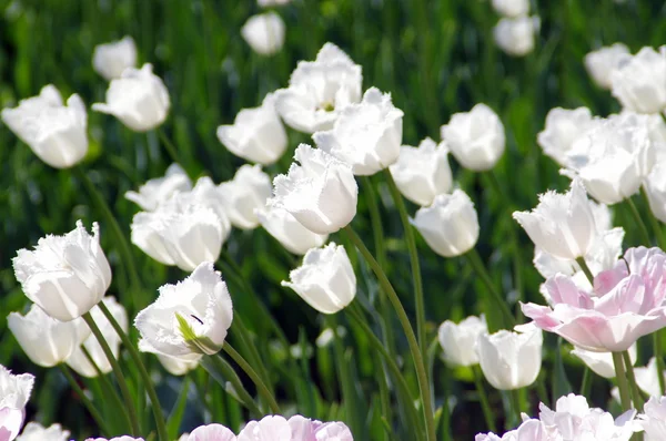 stock image It is a lot of white tulips