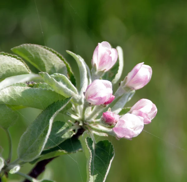 Appelboom bloei-1 — Stockfoto