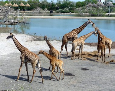 Zürafalar safari park-1