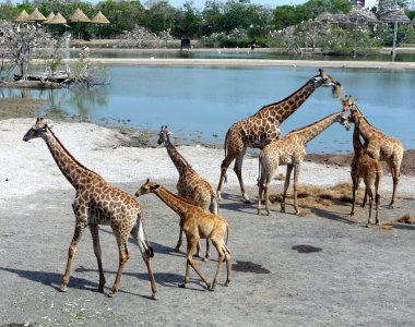 Giraffes in a safari park-1 clipart
