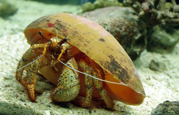 Yengeç, oceanarium, Tayland 2011
