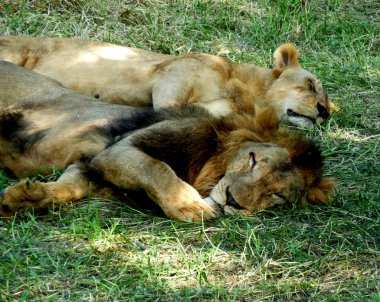 Lions sleep clipart