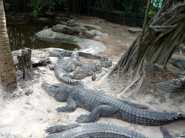 stock image Crocodiles