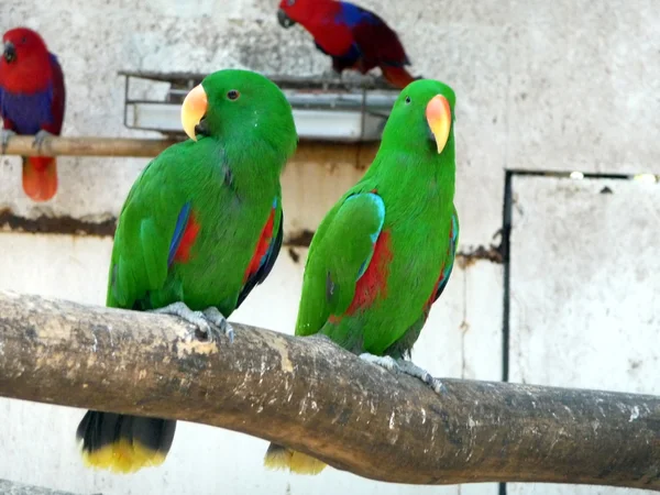Zwei grüne Papageien — Stockfoto