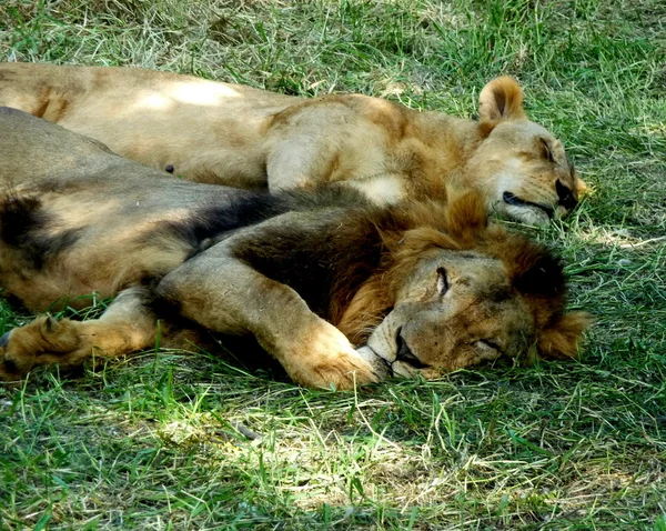 Leões dormem Imagem De Stock