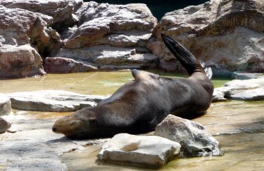 Otter bir hayvanat bahçesi