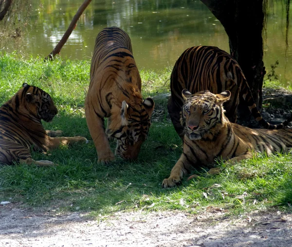 Тигры в отпуске — стоковое фото