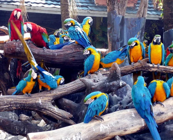 Papegaaien van de macaw Stockfoto