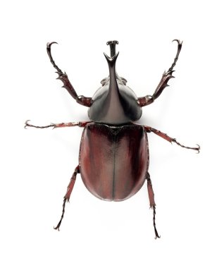 böcek, böcek, rhino beetle bug beyaz zemin üzerine izole