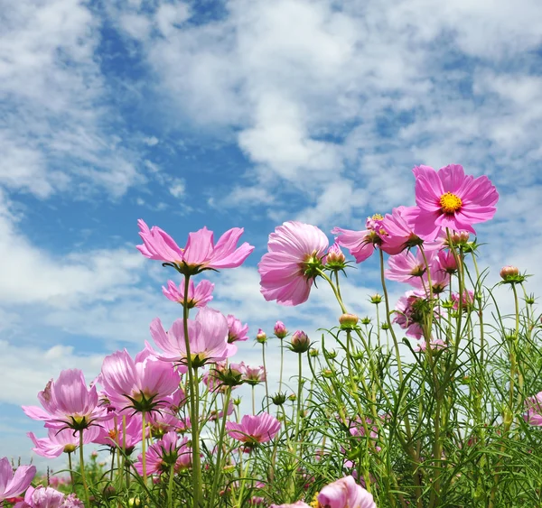 stock image Summer flower garden