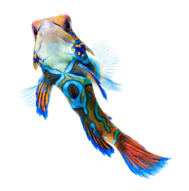 Marine fish, reef fish, mandarin dragonet isolated on white background clipart