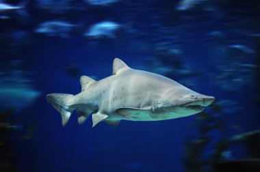 köpek balığı balık, Boğa köpekbalığı, deniz balıkları suyun altında
