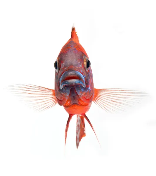 Peixe engraçado, peixe-ciclídeo vermelho, peixe-pavão vermelho rubi, isolado no fundo branco — Fotografia de Stock
