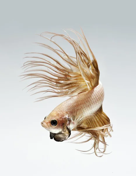 Betta Fisch Haustier, siamesische Kampffische — Stockfoto
