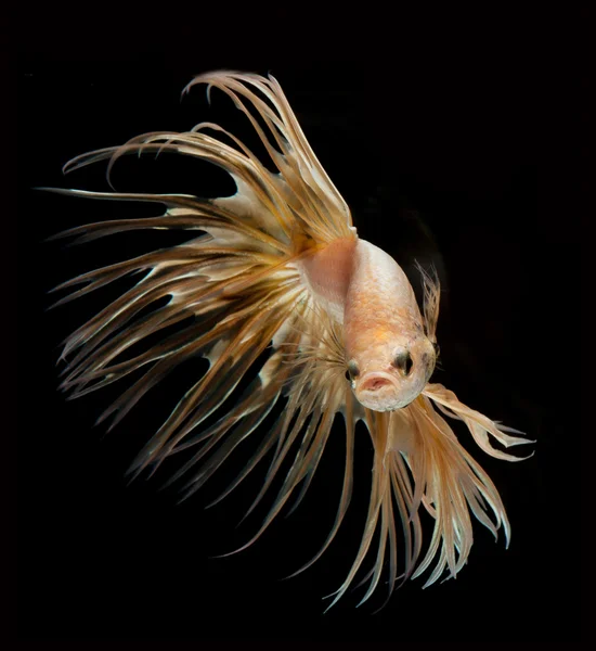 Betta pet fish, siamesische Kampffische isoliert auf schwarzem Hintergrund — Stockfoto