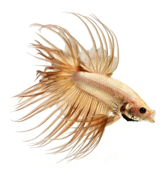 Betta Fisch Haustier, siamesische Kampffische isoliert auf weißem Hintergrund — Stockfoto