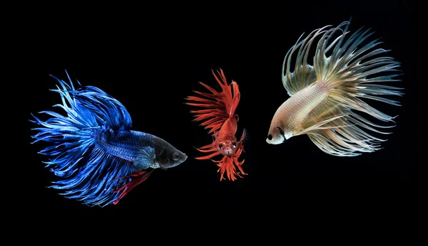 Betta peces de compañía, peces siameses de lucha aislados sobre fondo negro —  Fotos de Stock