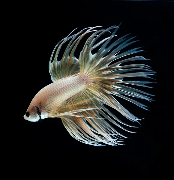Риба для тварин бета, сиамська риба, що бореться, ізольована на чорному тлі — стокове фото